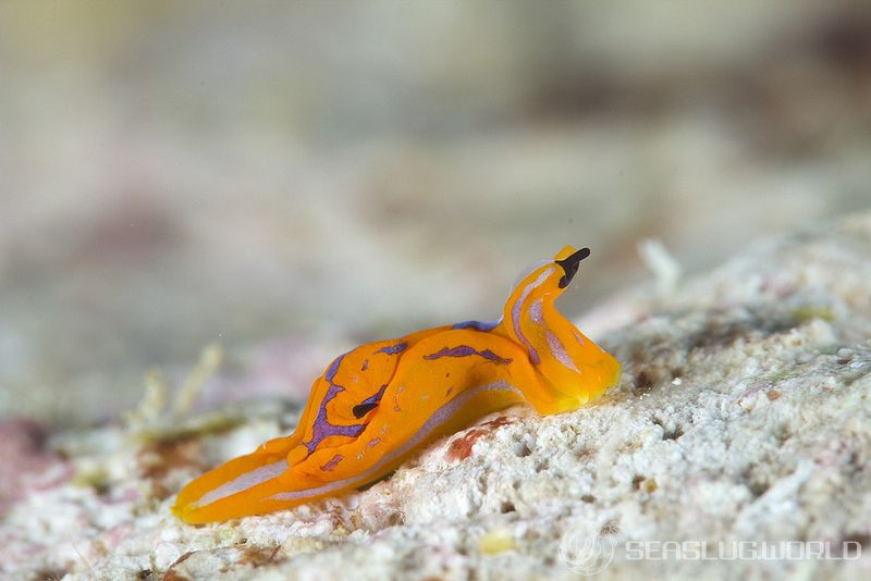 キマダラウミコチョウ Siphopteron tigrinum