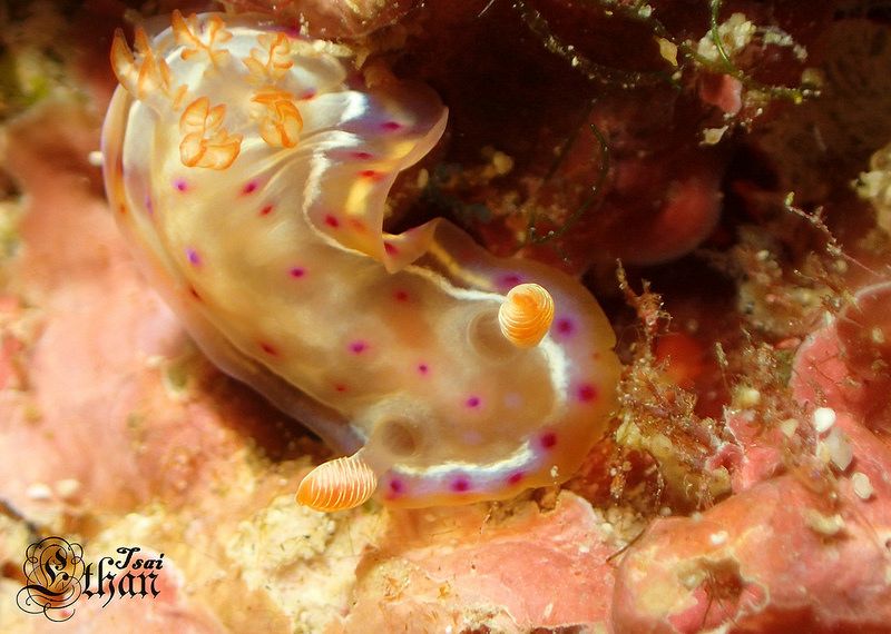 ミカドウミウシ Hexabranchus lacer