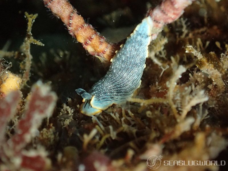 オセザキオトメウミウシ Dermatobranchus sp. 1