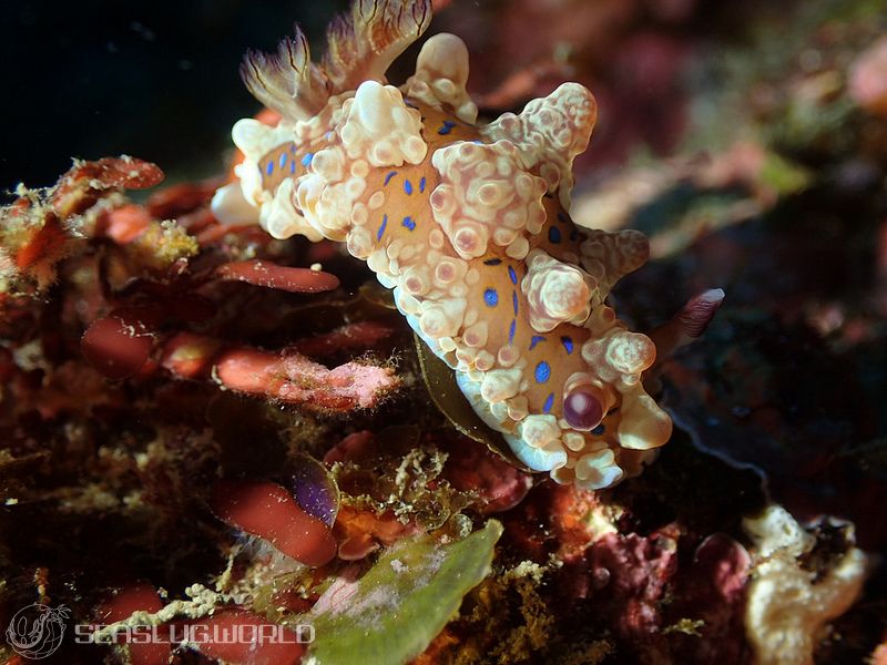 ミヤコウミウシ Dendrodoris krusensternii