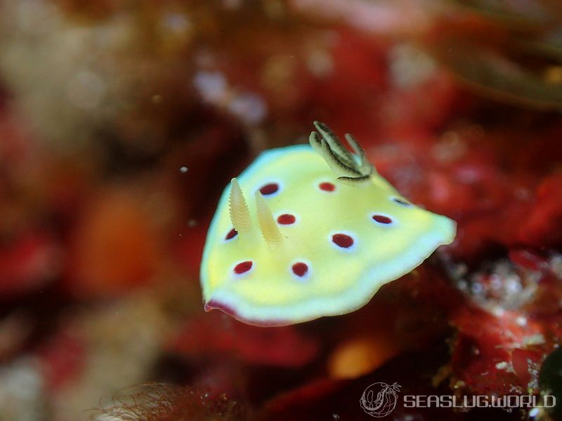 オトヒメウミウシ Goniobranchus kuniei