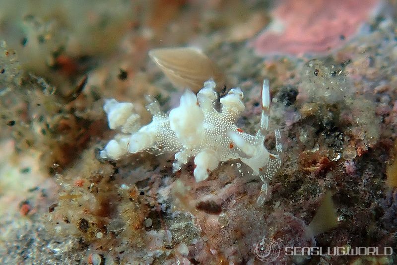 ヒョウタンミノウミウシ Eubranchus sp.10