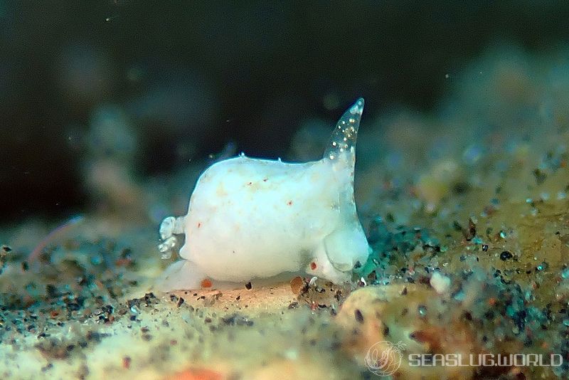 ヤマトウミコチョウ属の一種 2 Gastropteron sp. 2