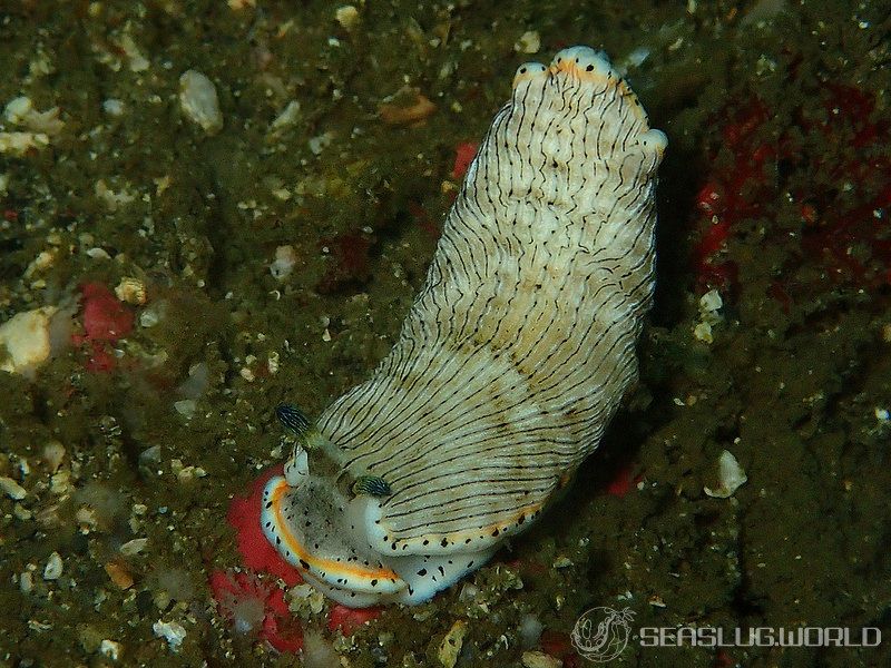 サギリオトメウミウシ Dermatobranchus semistriatus