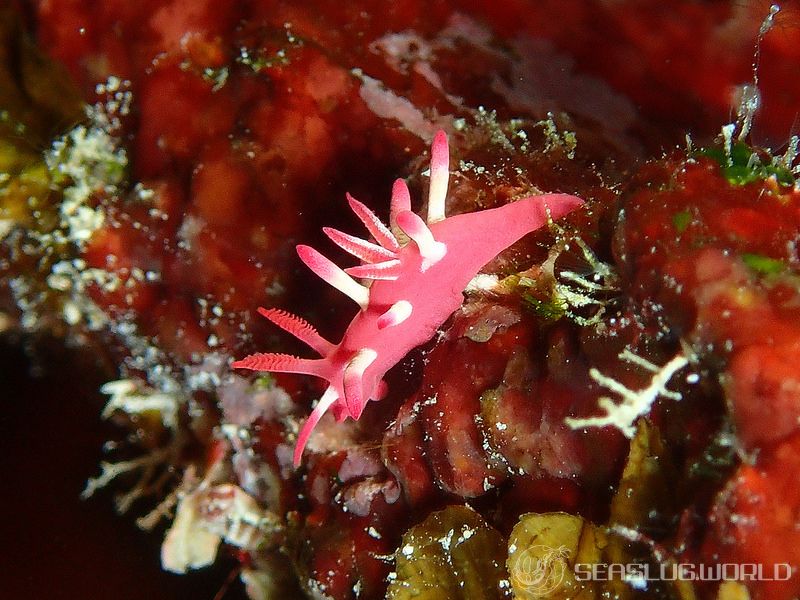 アカイバラウミウシ Ceratodoris kondoi