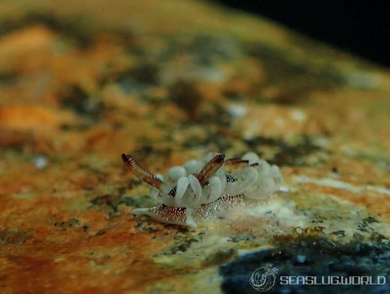 イバラウミウシ Ceratodoris barnardi