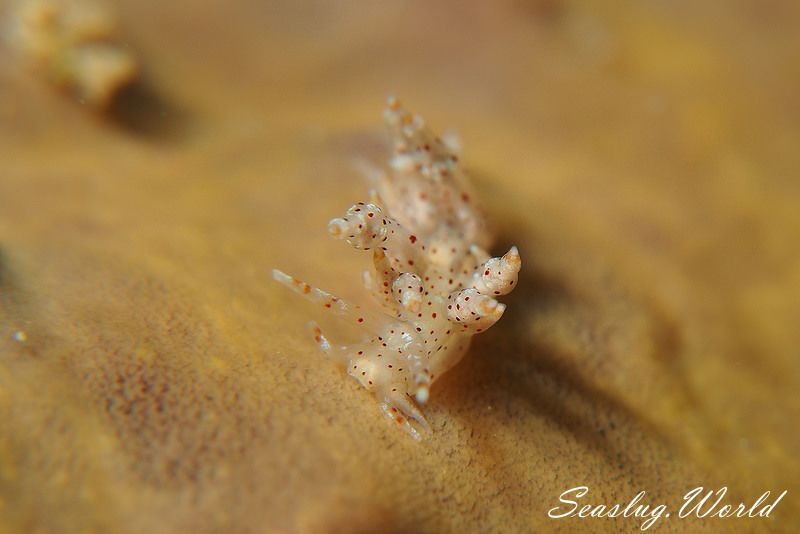 ホシアカリミノウミウシ Eubranchus sp. 5