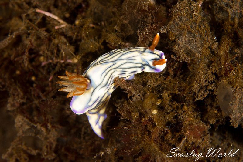 ソヨカゼイロウミウシ Hypselodoris zephyra