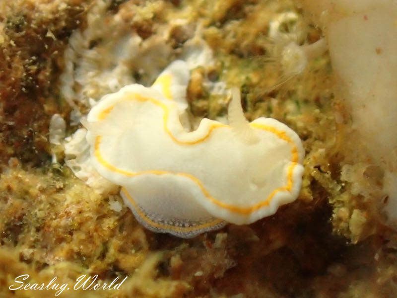 ミツイラメリウミウシ属の一種 2 Diaphorodoris sp. 2