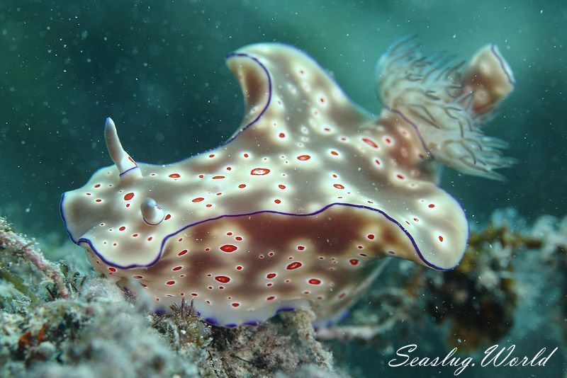 ニシキウミウシ Ceratosoma trilobatum