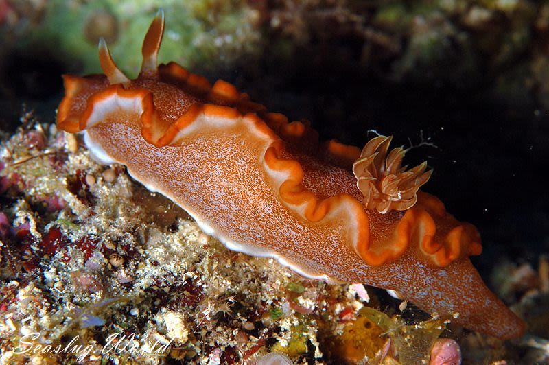 キャラメルウミウシ Glossodoris rufomarginata