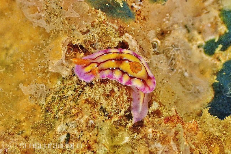 セリスイロウミウシ Hypselodoris cerisae