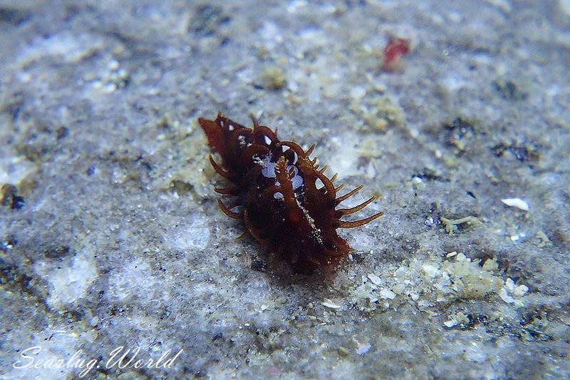 ショウジョウウミウシ Madrella ferruginosa