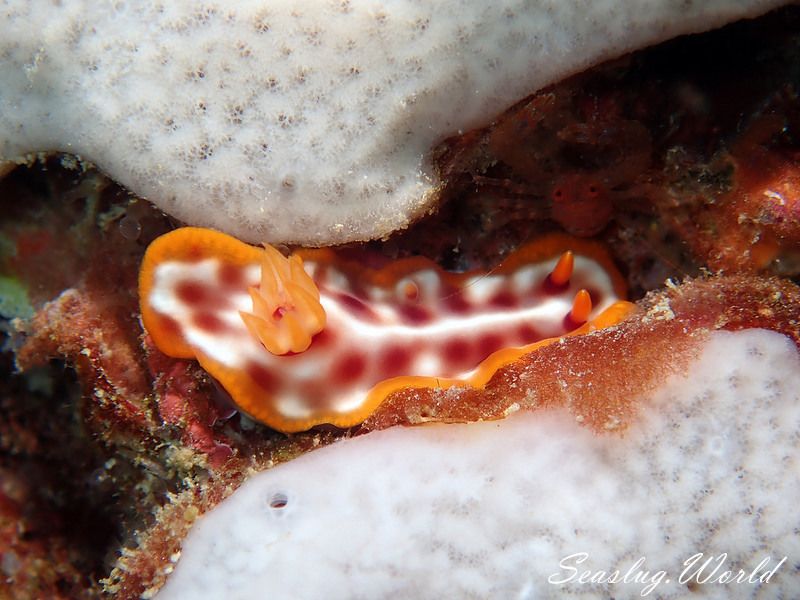 サビウライロウミウシ Hypselodoris purpureomaculosa