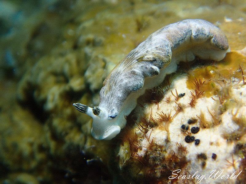 カキシブオトメウミウシ Dermatobranchus diagonalis