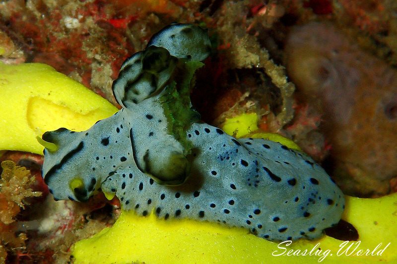 タチアオイウミウシ Notodoris serenae