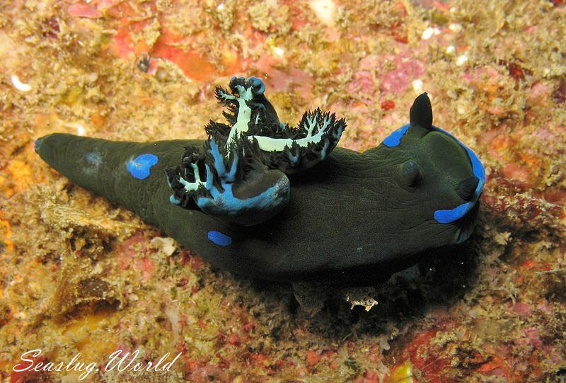 ミドリリュウグウウミウシ Tambja morosa