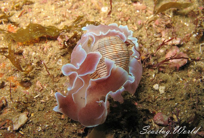 ミスガイ Hydatina physis