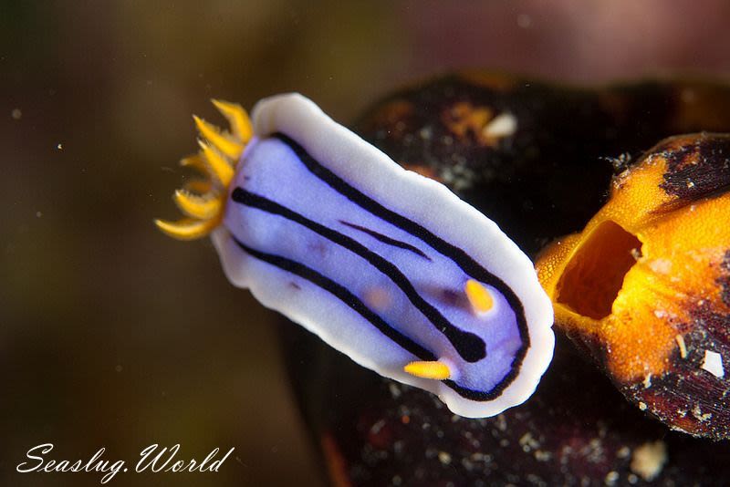 ミスジアオイロウミウシ Chromodoris lochi