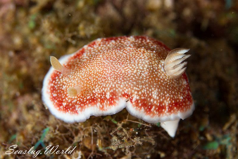 チリメンウミウシ Goniobranchus reticulatus