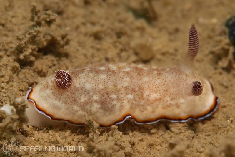 シラヒメウミウシ Goniobranchus sinensis