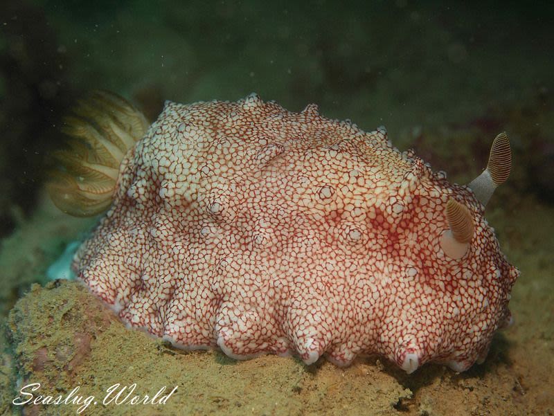 チリメンウミウシ Goniobranchus reticulatus