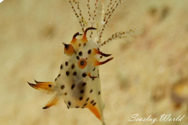 フジタウミウシ属の一種 2 Polycera sp. 2