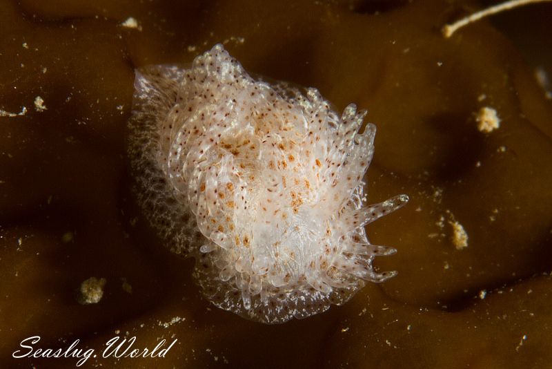 ナガヒゲイバラウミウシ Ceratodoris pilosa