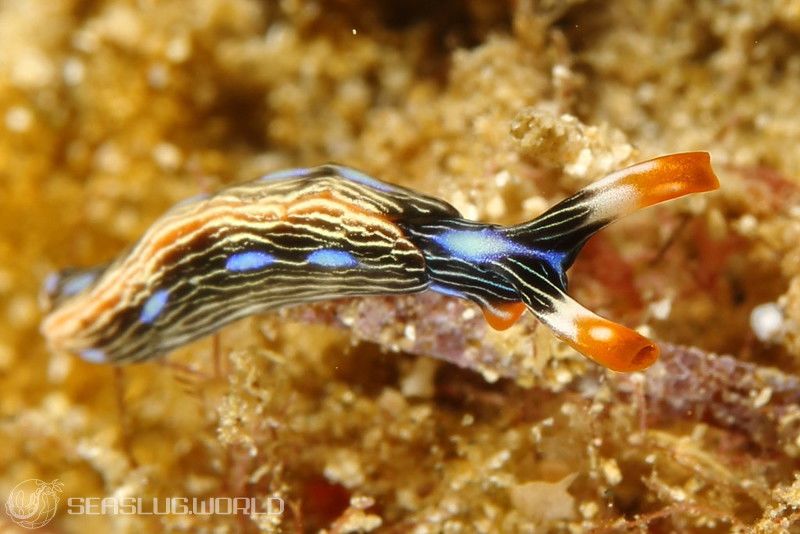 Thuridilla sp. 4