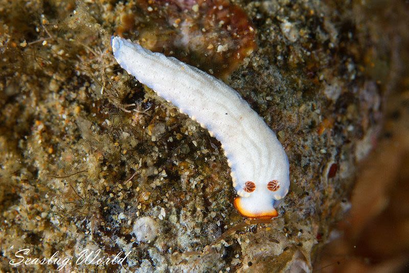 オシャレオトメウミウシ Dermatobranchus funiculus