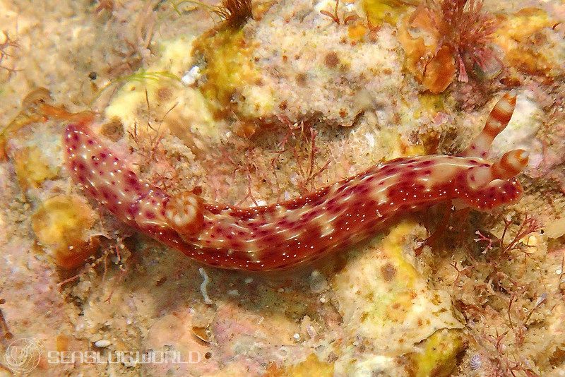 センテンイロウミウシ Hypselodoris decorata