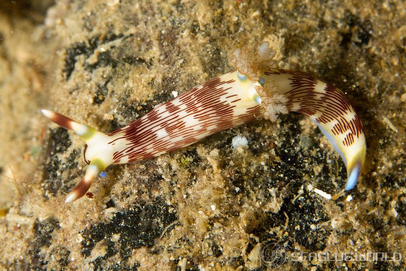 ネムブロータ・リネオラータ Nembrotha lineolata