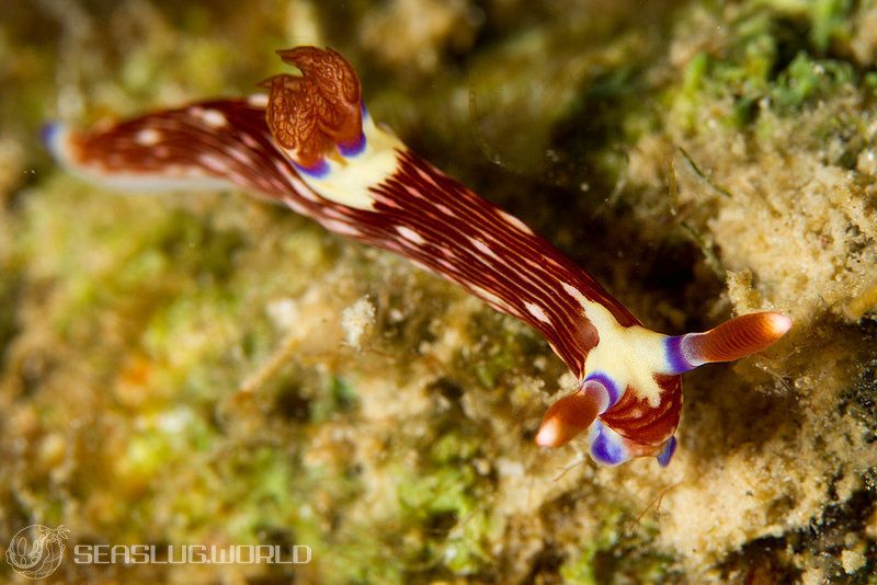 トウモンリュウグウウミウシ Nembrotha livingstonei