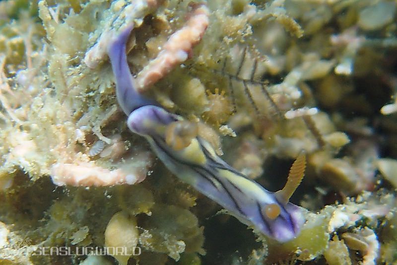 ソヨカゼイロウミウシ Hypselodoris zephyra