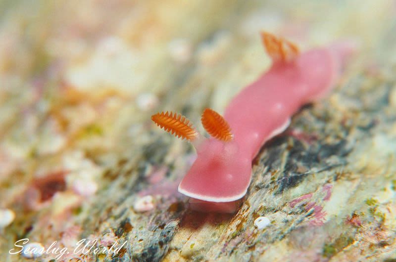 フジムスメウミウシ Verconia romeri