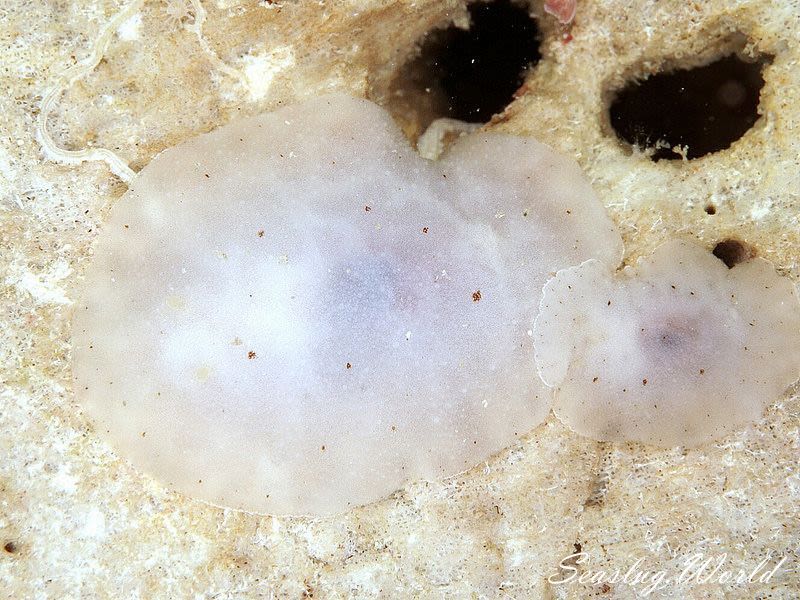 シロコダテウミウシ Peltodoris murrea