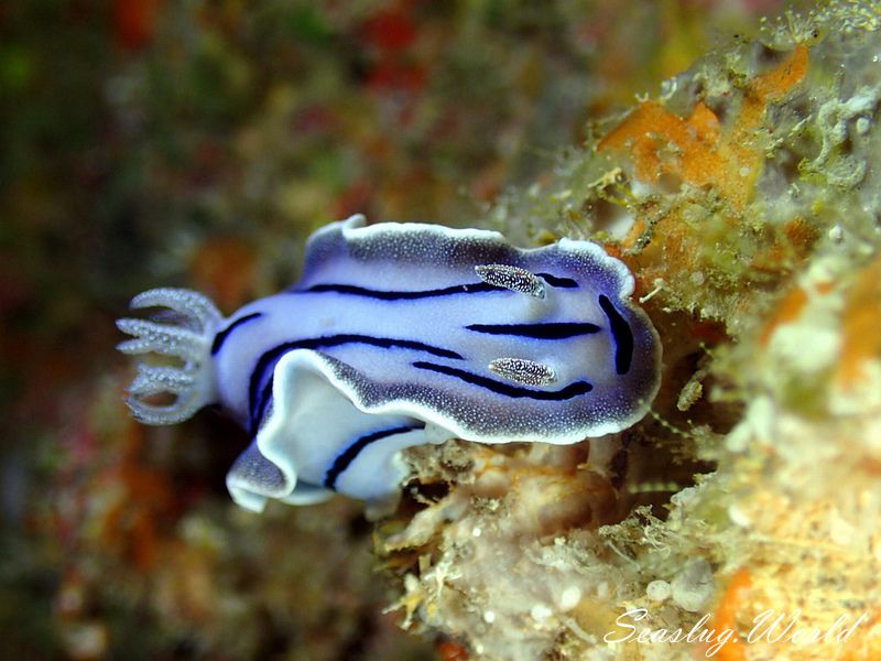 ミゾレウミウシ Chromodoris willani