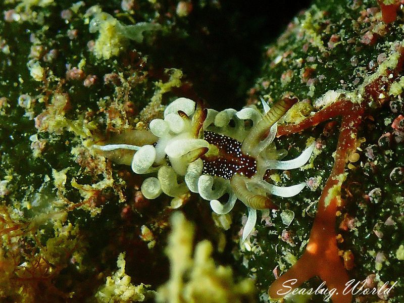 イバラウミウシ Ceratodoris barnardi