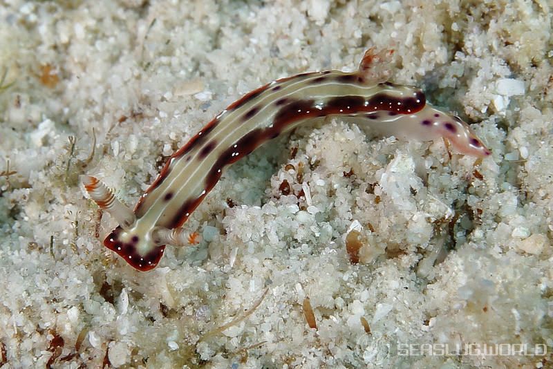 ニヨリセンテンイロウミウシ Hypselodoris maculosa