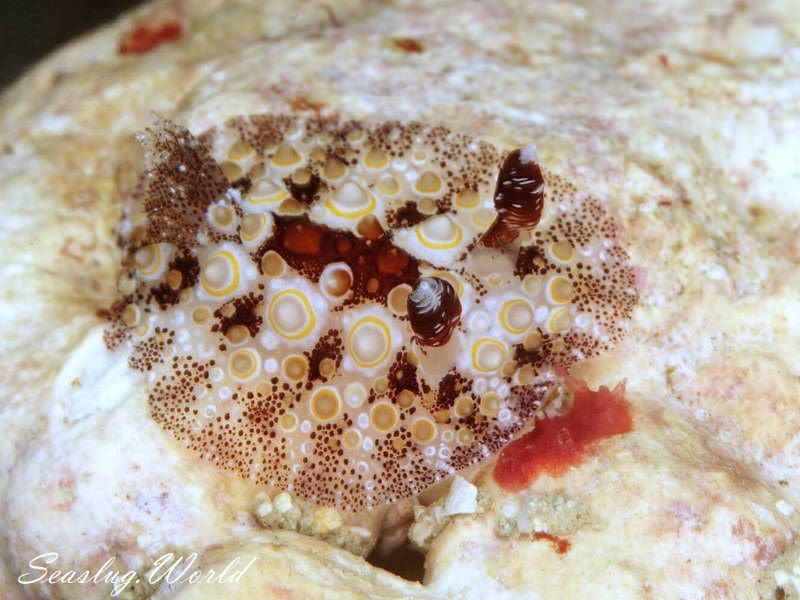 メダマヤキウミウシ Carminodoris estrelyado