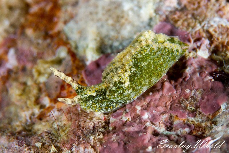 サンカクミドリガイ Elysia flavipunctata