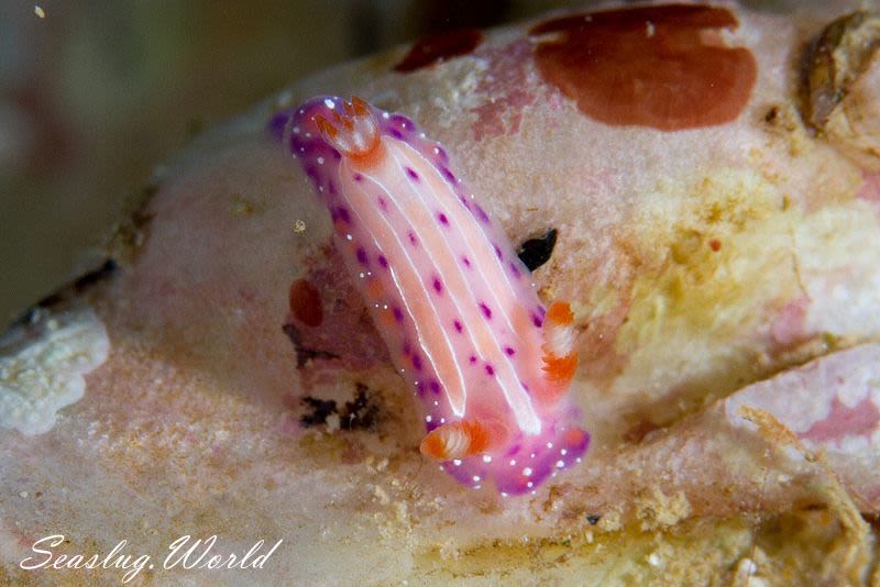 イチゴミルクウミウシ Mexichromis aurora