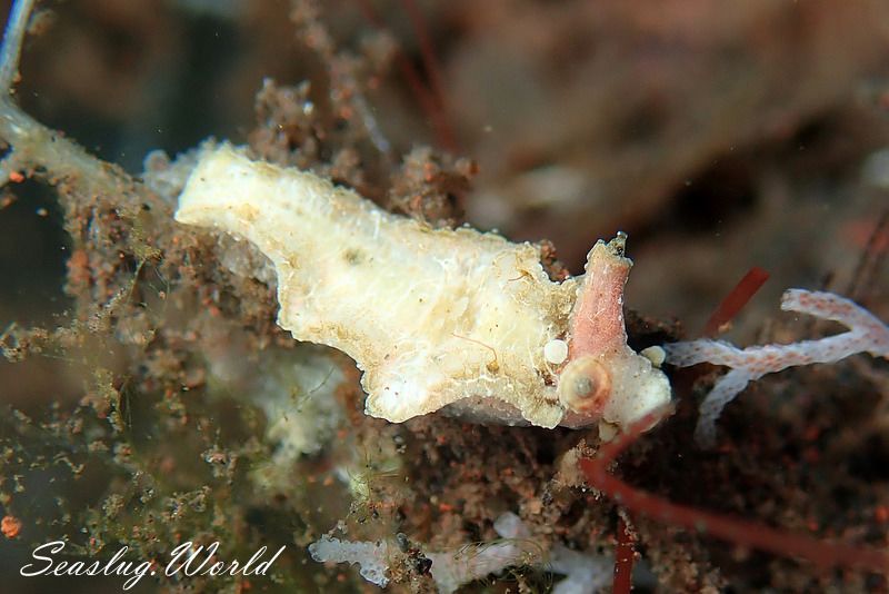 ナガムシウミウシ属の一種 2 Lomanotus sp. 2