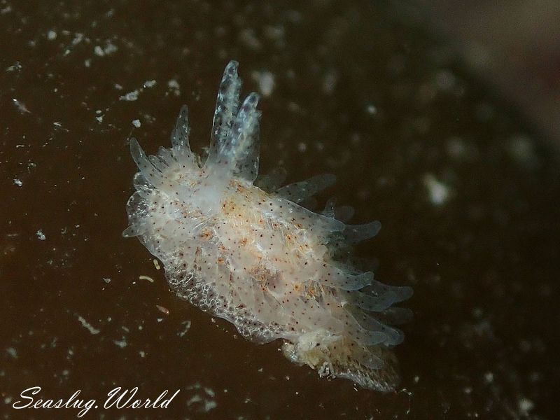 ナガヒゲイバラウミウシ Ceratodoris pilosa