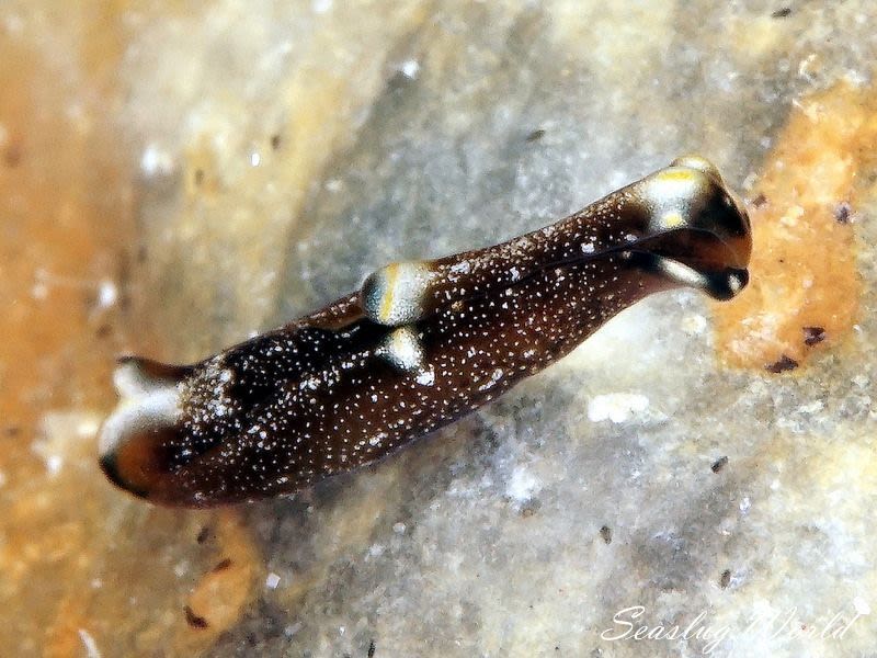 トウヨウキセワタ Spinoaglaja orientalis