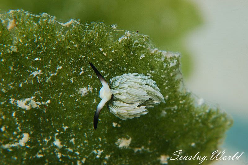 ウサギモウミウシ Costasiella usagi