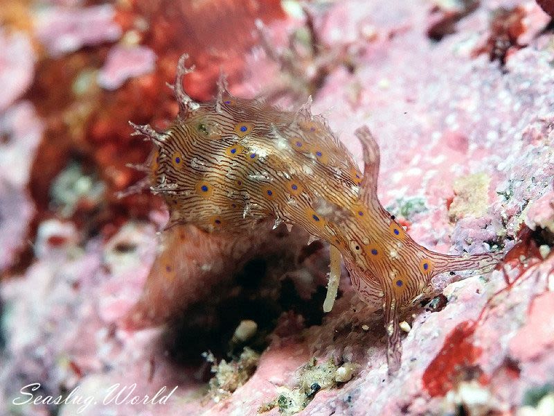 クロスジアメフラシ Stylocheilus striatus