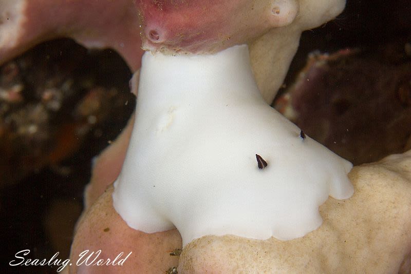 ユキダマウミウシ Hiatodoris fellowsi