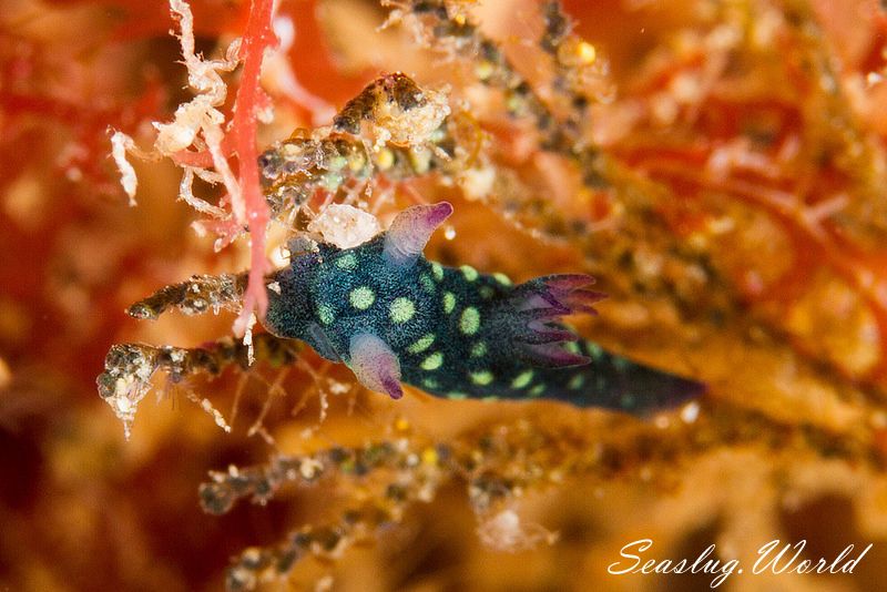 サガミリュウグウウミウシ Tambja sagamiana