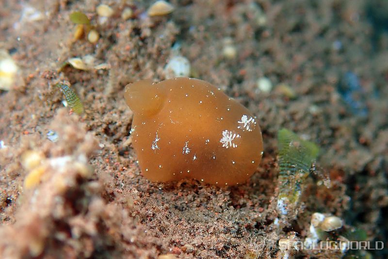 カンムリハラックサウミウシ Hallaxa iju